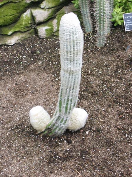 phallus epineux